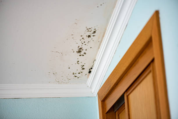 Professional Mold Removal in Pacheco, CA